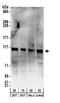 SECIS Binding Protein 2 antibody, NBP2-22301, Novus Biologicals, Western Blot image 