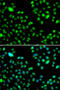 Lethal(3)malignant brain tumor-like protein 3 antibody, STJ29428, St John