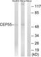 Centrosomal Protein 55 antibody, LS-C119833, Lifespan Biosciences, Western Blot image 