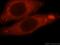 Phosphodiesterase 7B antibody, 17771-1-AP, Proteintech Group, Immunofluorescence image 