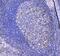 CD11C antibody, PA5-79537, Invitrogen Antibodies, Immunohistochemistry paraffin image 