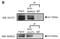 NDRG Family Member 2 antibody, H00057447-M03, Novus Biologicals, Western Blot image 