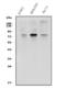 Transcription Factor EB antibody, A00662-2, Boster Biological Technology, Western Blot image 