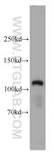 MCC Regulator Of WNT Signaling Pathway antibody, 11525-1-AP, Proteintech Group, Western Blot image 