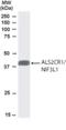 NGG1 Interacting Factor 3 Like 1 antibody, NB100-1185, Novus Biologicals, Western Blot image 