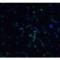 Death Domain Associated Protein antibody, LS-C276, Lifespan Biosciences, Immunofluorescence image 