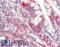 Trafficking From ER To Golgi Regulator antibody, LS-B11074, Lifespan Biosciences, Immunohistochemistry paraffin image 