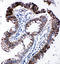 Eukaryotic Translation Initiation Factor 2 Subunit Alpha antibody, LS-C313160, Lifespan Biosciences, Immunohistochemistry frozen image 