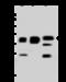 Mitochondrial Ribosomal Protein S35 antibody, 203361-T44, Sino Biological, Western Blot image 