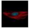 RNA Binding Motif Protein 28 antibody, NBP1-32908, Novus Biologicals, Immunofluorescence image 