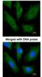 SCY1 Like Pseudokinase 3 antibody, NBP1-33190, Novus Biologicals, Immunofluorescence image 