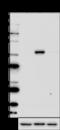 p56-LCK antibody, 601002, BioLegend, Western Blot image 