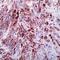 Actin Alpha 2, Smooth Muscle antibody, PA1-37024, Invitrogen Antibodies, Immunohistochemistry frozen image 