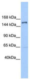 Pleckstrin Homology, MyTH4 And FERM Domain Containing H2 antibody, TA337802, Origene, Western Blot image 