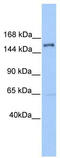 Pleckstrin Homology, MyTH4 And FERM Domain Containing H2 antibody, TA337802, Origene, Western Blot image 