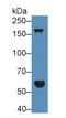 POTE Ankyrin Domain Family Member G antibody, LS-C315035, Lifespan Biosciences, Western Blot image 