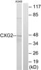 Gap Junction Protein Gamma 2 antibody, PA5-39184, Invitrogen Antibodies, Western Blot image 