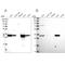 Hydroxyacyl-CoA Dehydrogenase antibody, NBP1-83300, Novus Biologicals, Western Blot image 