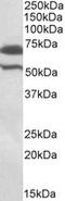 IAP2 antibody, MBS422528, MyBioSource, Western Blot image 