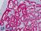 Glycerol Kinase antibody, LS-B9143, Lifespan Biosciences, Immunohistochemistry paraffin image 