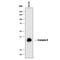 Granzyme B antibody, MAB2906, R&D Systems, Western Blot image 