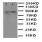 Thioredoxin Reductase 2 antibody, orb97029, Biorbyt, Western Blot image 