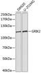 Glutamate Ionotropic Receptor Kainate Type Subunit 2 antibody, GTX55640, GeneTex, Western Blot image 