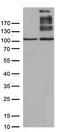 Von Willebrand Factor antibody, TA803259AM, Origene, Western Blot image 