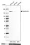 hHEL1 antibody, NBP1-85023, Novus Biologicals, Western Blot image 