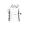 Asparagine Synthetase (Glutamine-Hydrolyzing) antibody, VPA00845, Bio-Rad (formerly AbD Serotec) , Western Blot image 