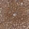 Poly(ADP-Ribose) Polymerase Family Member 11 antibody, HPA026895, Atlas Antibodies, Immunohistochemistry frozen image 