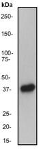 Protein Phosphatase 1 Catalytic Subunit Alpha antibody, ab52619, Abcam, Western Blot image 