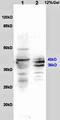 Stimulated by retinoic acid gene 8 protein antibody, orb13700, Biorbyt, Western Blot image 