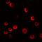 CASK Interacting Protein 2 antibody, LS-B9593, Lifespan Biosciences, Immunofluorescence image 
