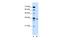 Solute Carrier Family 25 Member 32 antibody, A10861, Boster Biological Technology, Western Blot image 