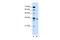Solute Carrier Family 25 Member 32 antibody, A10861, Boster Biological Technology, Western Blot image 