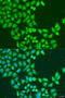 Signal Transducer And Activator Of Transcription 5A antibody, 23-141, ProSci, Immunofluorescence image 