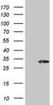 PAC2 antibody, TA808501, Origene, Western Blot image 