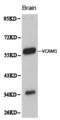 Vascular Cell Adhesion Molecule 1 antibody, LS-C192231, Lifespan Biosciences, Western Blot image 
