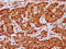 E2F Transcription Factor 5 antibody, CSB-PA624021LA01HU, Cusabio, Immunohistochemistry frozen image 