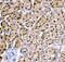 Hepatocyte Nuclear Factor 4 Alpha antibody, PA5-79380, Invitrogen Antibodies, Immunohistochemistry frozen image 