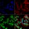 Non-A beta component of AD amyloid antibody, SMC-532D-A655, StressMarq, Immunocytochemistry image 