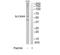 Solute Carrier Family 30 Member 9 antibody, TA315057, Origene, Western Blot image 