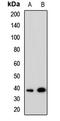 Tribbles homolog 1 antibody, LS-C668178, Lifespan Biosciences, Western Blot image 