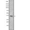 Ephrin B3 antibody, abx215082, Abbexa, Western Blot image 