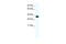 Annexin A5 antibody, 28-553, ProSci, Enzyme Linked Immunosorbent Assay image 