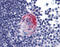 AKT Serine/Threonine Kinase 2 antibody, 51-390, ProSci, Immunohistochemistry frozen image 