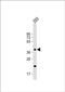 Chondroitin Sulfate N-Acetylgalactosaminyltransferase 2 antibody, PA5-72574, Invitrogen Antibodies, Western Blot image 