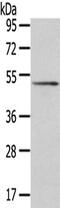 Signal Recognition Particle 54 antibody, CSB-PA080227, Cusabio, Western Blot image 