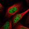 RNA Polymerase II Subunit A antibody, NBP1-87785, Novus Biologicals, Immunofluorescence image 